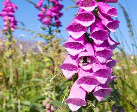 foxglove