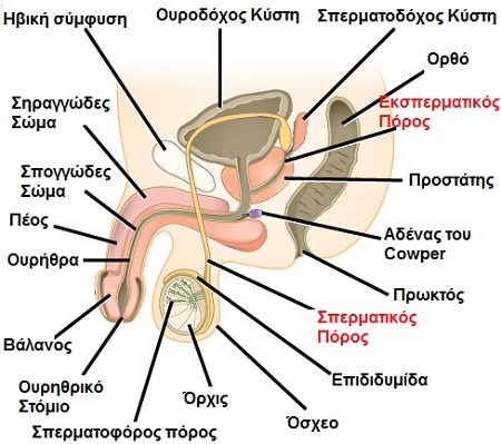 υπογονιμοτητα4