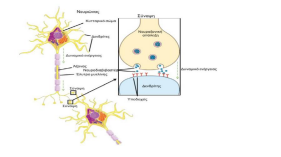 neurotrans2