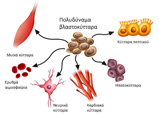 blastokuttara2