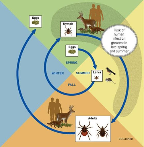 lyme3