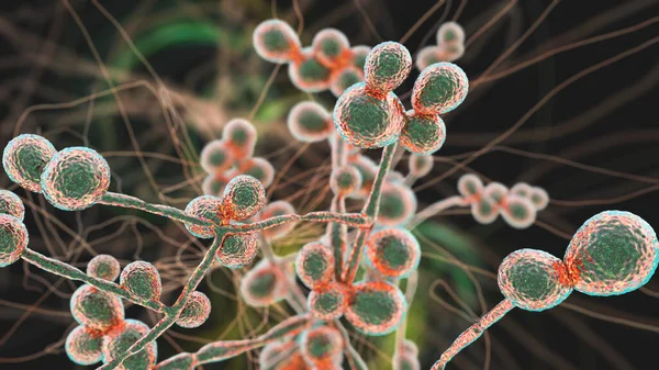 Candida auris- O μύκητας που αποτελεί τη νέα απειλή των νοσοκομείων
